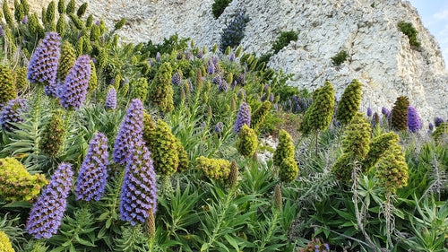 Orgoglio di Madeira — Bild 2