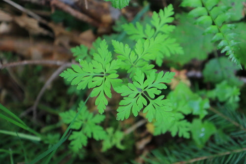 Cranesbill — Bild 5