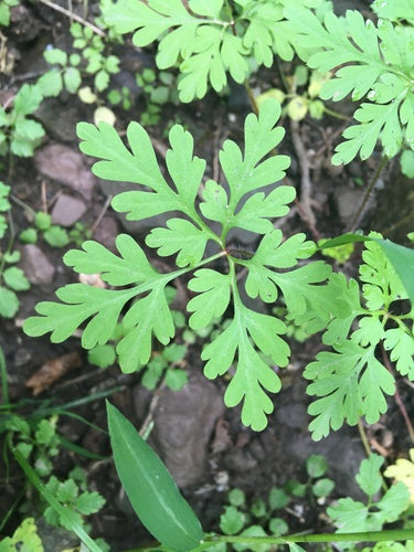 Cranesbill — Bild 4
