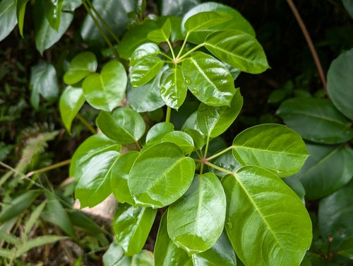 Aralia delle radiazioni — foto 5 di 11
