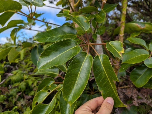 Aralia delle radiazioni — foto 4 di 11