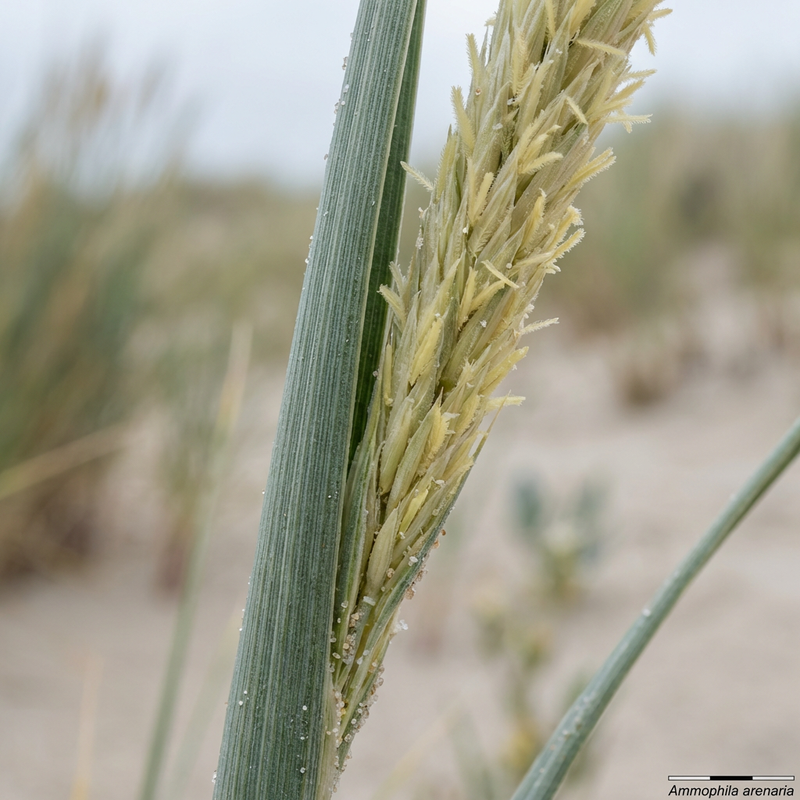 Erba di Marram