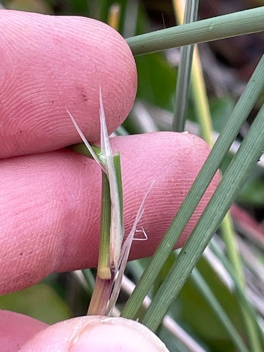 Erba di Marram — Bild 5