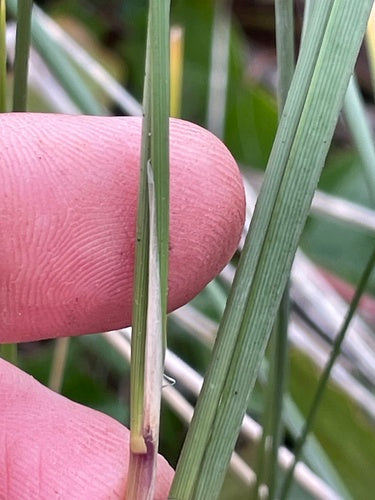 Erba di Marram — Bild 4