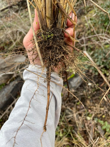 Erba di Marram — Bild 3