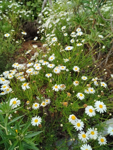 Margherita di cespuglio — Bild 4