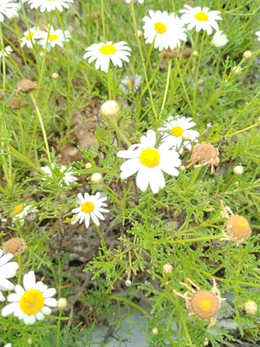 Margherita di cespuglio — Bild 3