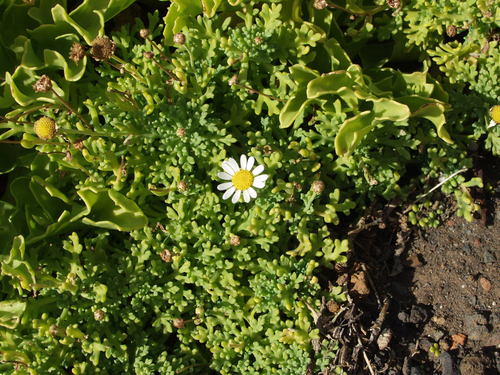 Margherita di cespuglio — Bild 5