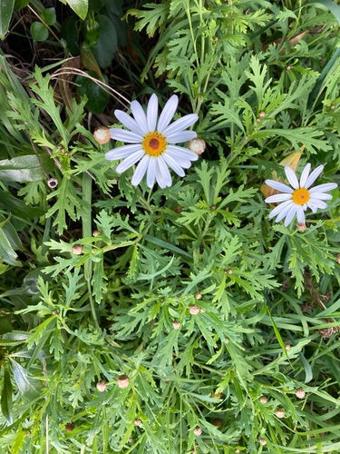 Margherita di cespuglio — Bild 2