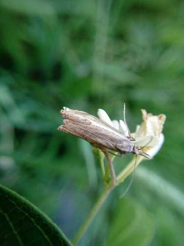 Trivellatore di erbacce a strisce — Bild 5