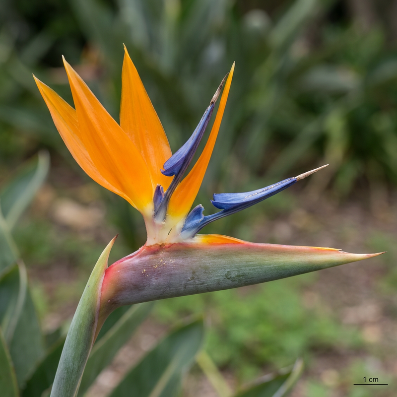 Strelitzia