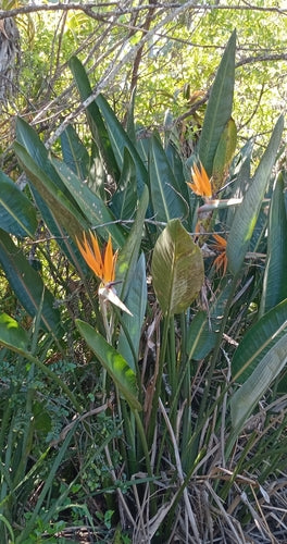 Strelitzia — Bild 3