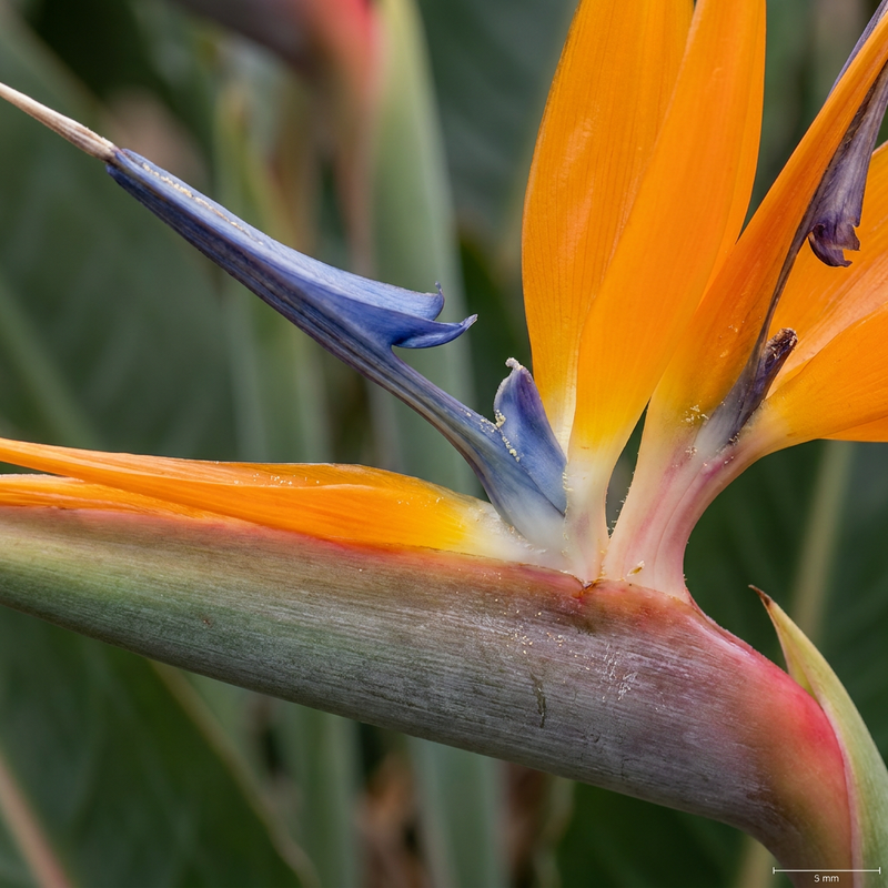 Strelitzia
