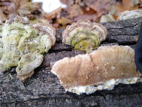 Trameti straziati — Bild 2