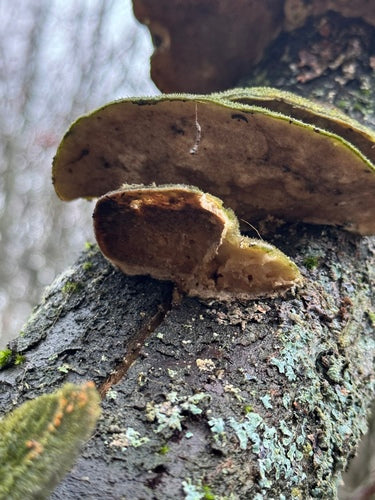 Trameti straziati — Bild 2