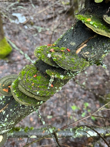 Trameti straziati — Bild 5