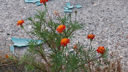 Calendula — Bild 5