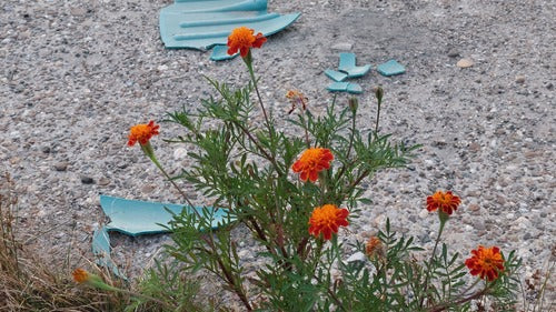 Calendula — Bild 3