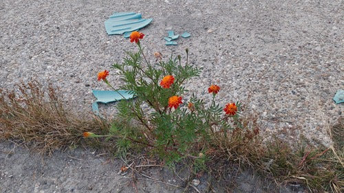 Calendula — Bild 2