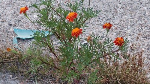 Calendula — Bild 4
