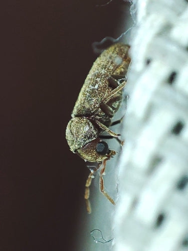 Scarabeo roditore meridionale — foto 3 di 3