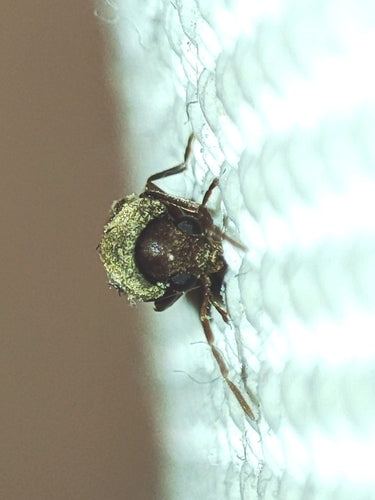 Scarabeo roditore meridionale — foto 2 di 3