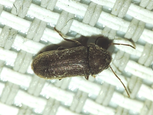 Scarabeo roditore meridionale — foto 1 di 3
