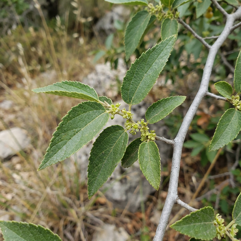Bagolaro del sud