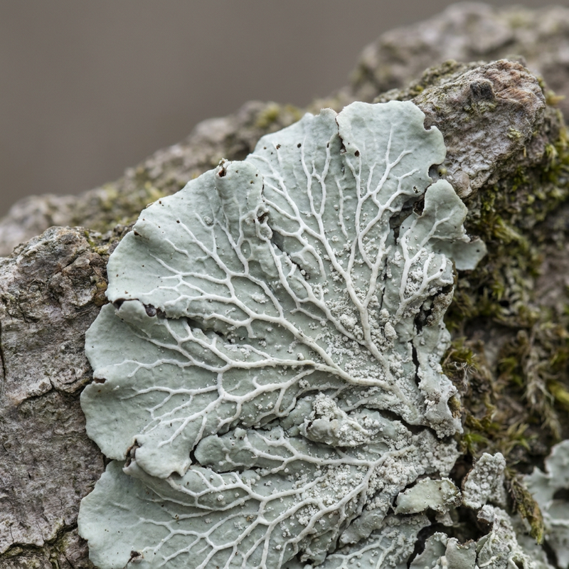 Lichene solfato