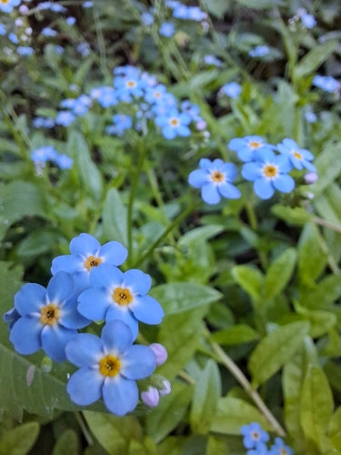 Nontiscordardime della palude — foto 5 di 8