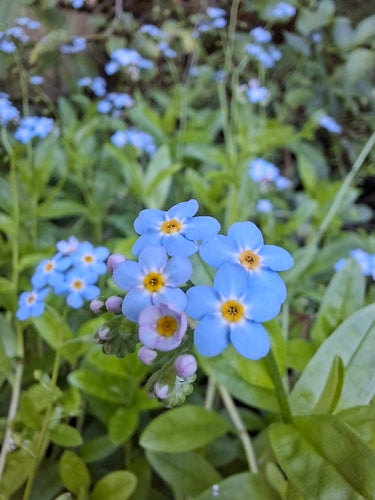 Nontiscordardime della palude — foto 4 di 8