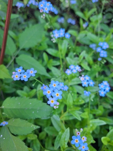 Nontiscordardime della palude — foto 3 di 8