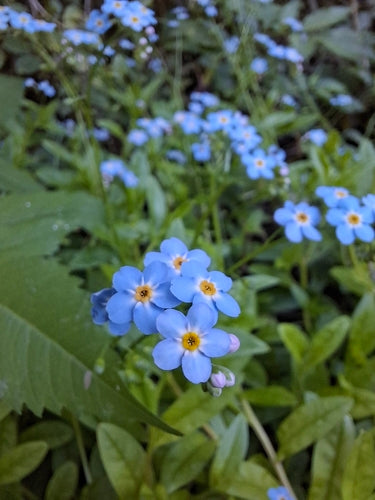 Nontiscordardime della palude — foto 2 di 8