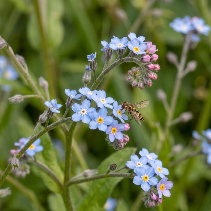 Blüte von Sumpf-Vergissmeinnicht (Myosotis scorpioides) in Nahaufnahme (KI-generiert)