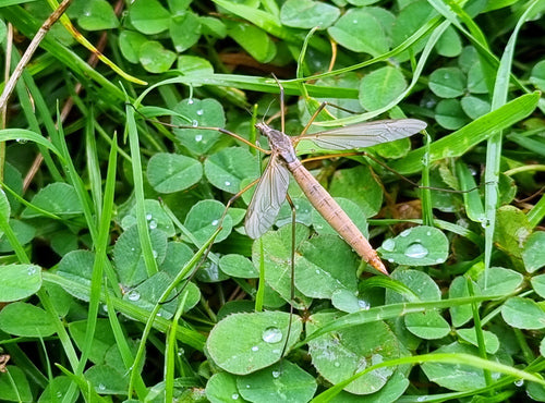 Lumaca di palude — Bild 2