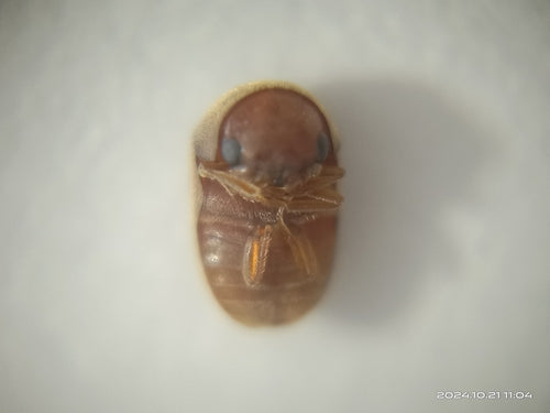 Scarabeo del tabacco — Bild 2