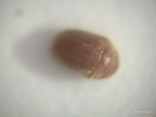 Scarabeo del tabacco — Bild 1