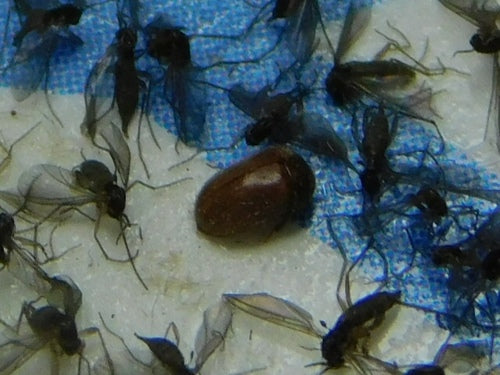 Scarabeo del tabacco — foto 4 di 50
