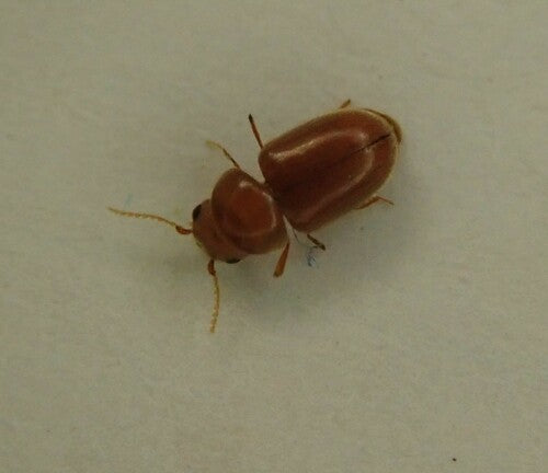 Scarabeo del tabacco — foto 3 di 50