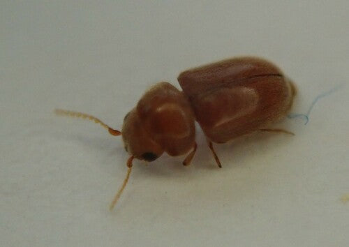 Scarabeo del tabacco — foto 2 di 50