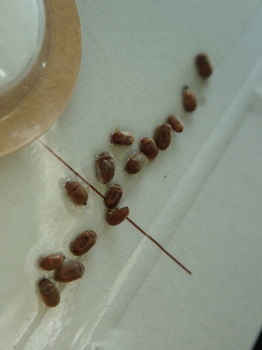 Scarabeo del tabacco — Bild 5