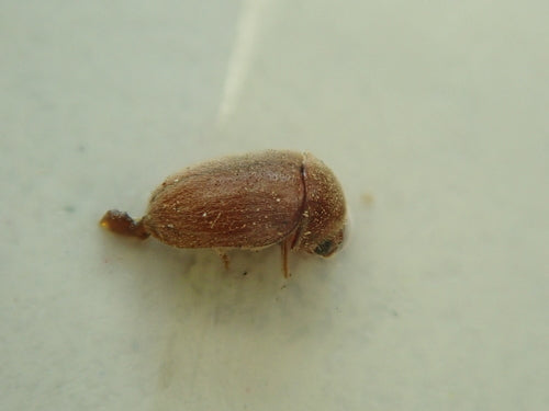 Scarabeo del tabacco — Bild 4