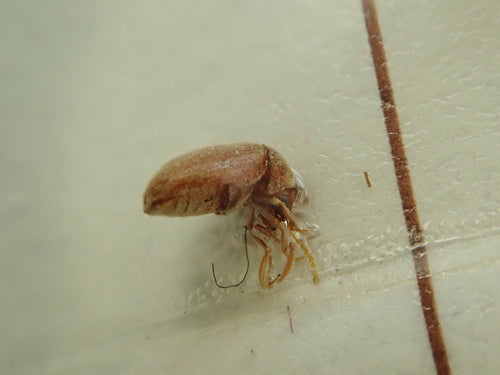 Scarabeo del tabacco — Bild 3