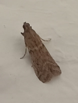 Falena del tabacco, falena del cacao — foto 4 di 19
