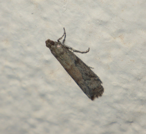 Falena del tabacco, falena del cacao — Bild 5