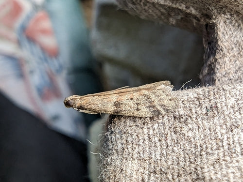 Falena del tabacco, falena del cacao — foto 5 di 19