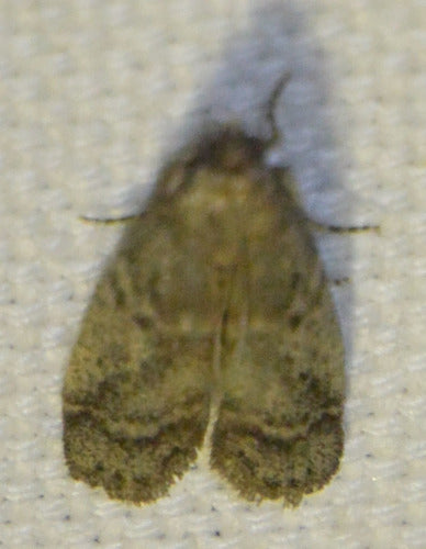 Falena del tabacco, falena del cacao — Bild 4