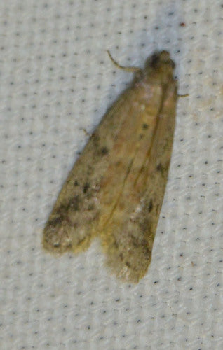 Falena del tabacco, falena del cacao — Bild 2