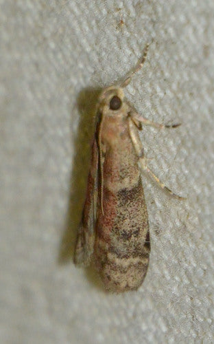 Falena del tabacco, falena del cacao — Bild 1