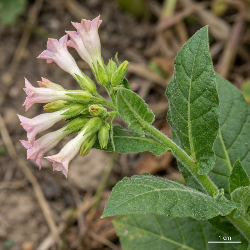 pianta del tabacco